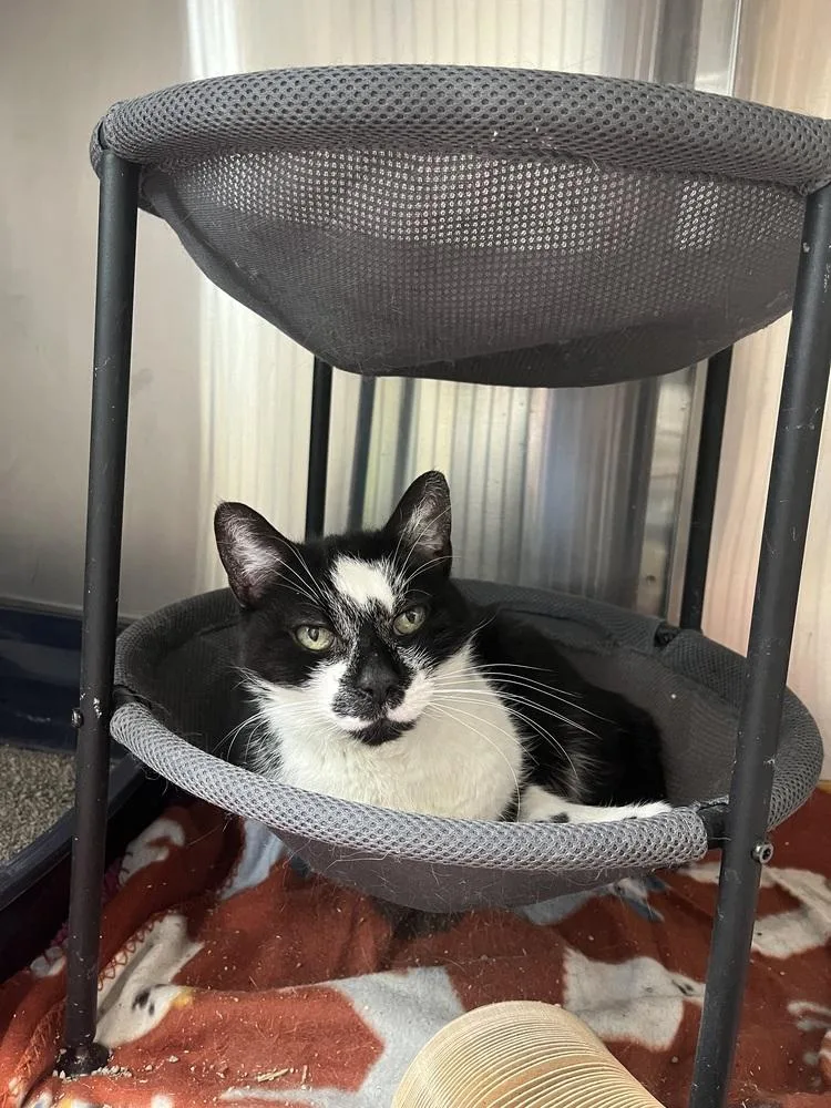 A senior large-sized female Black & White / Tuxedo Domestic Short Hair cat named Bloom for adoption in Lansing, MI