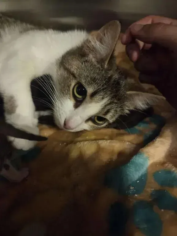 An adult medium-sized female Domestic Short Hair cat named Livia for adoption in Grand Rapids, MI