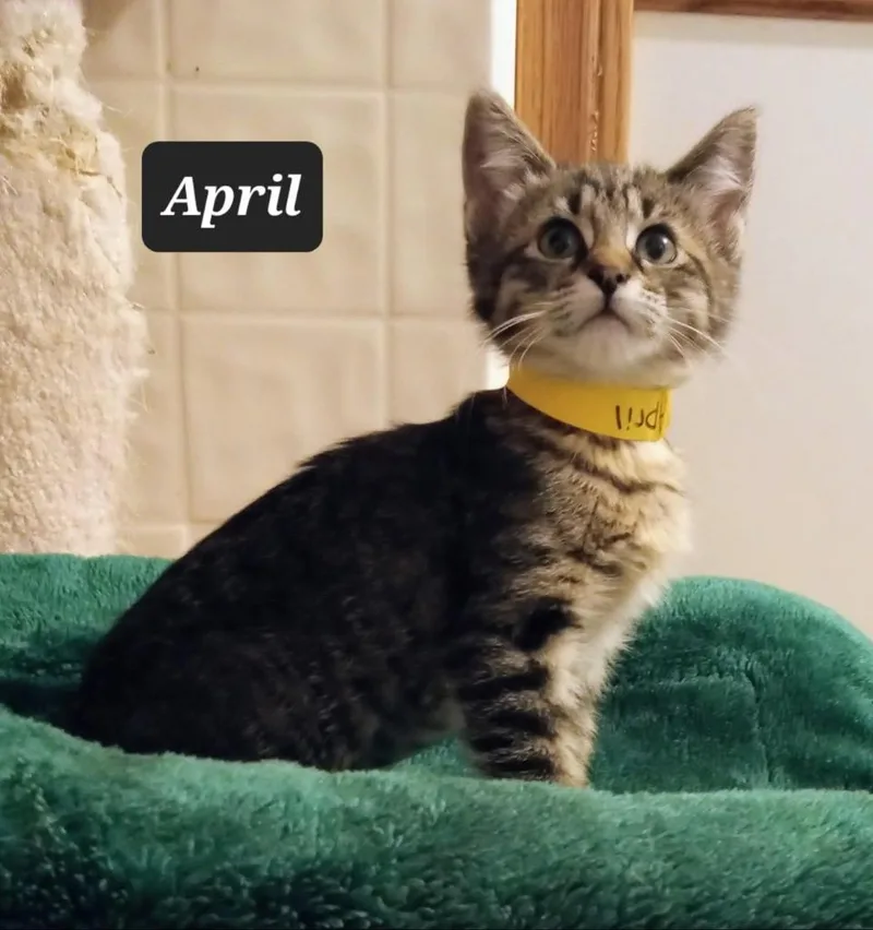 A baby small-sized female Domestic Short Hair cat named April for adoption in Buffalo, MO