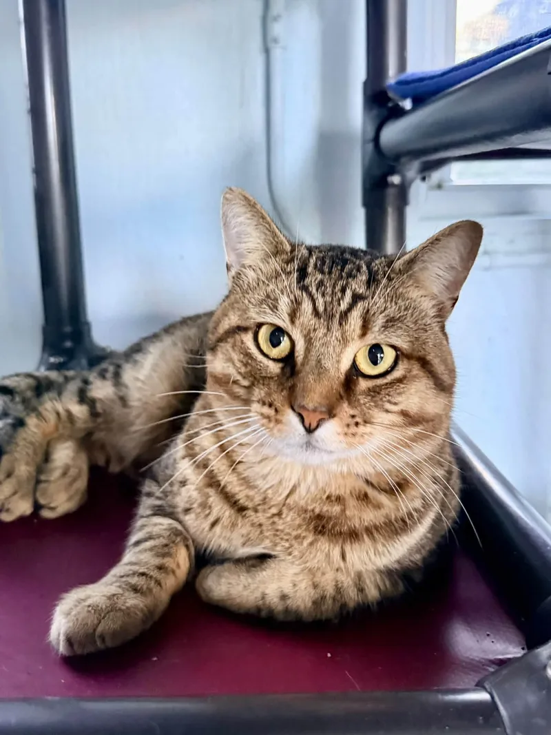 A young medium-sized male Domestic Short Hair cat named Calbot for adoption in Coatesville, PA
