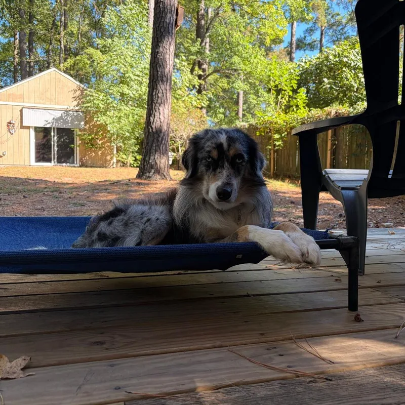 An adult medium-sized male Black Australian Shepherd dog named Falcon for adoption in Raleigh, NC