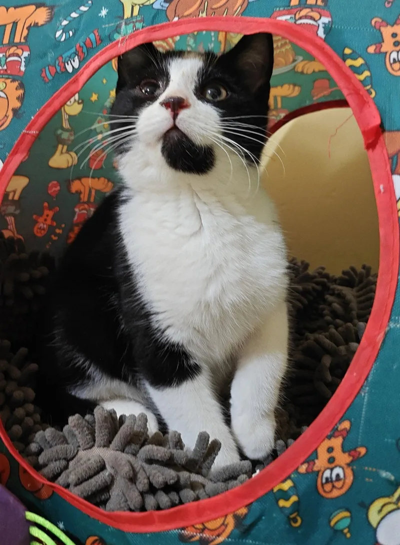 A young medium-sized male Domestic Short Hair cat named Serel for adoption in Phoenix, AZ