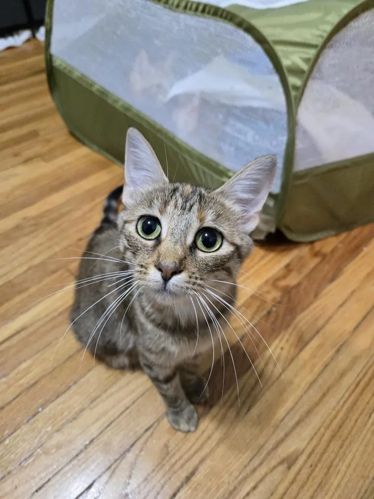 A young medium-sized female Buff & White Domestic Short Hair cat named Sienna for adoption in Chicago, IL