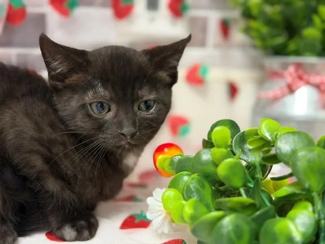 A baby small-sized male Domestic Short Hair cat named Blackie for adoption in Fairfield, CA