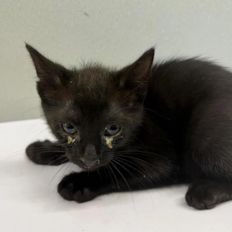 A baby small-sized male Black Domestic Short Hair cat named Midnight for adoption in Tampa, FL