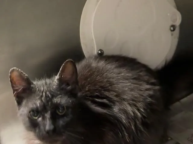 A baby medium-sized male Domestic Short Hair cat named Sunny Side Up for adoption in Van Nuys, CA