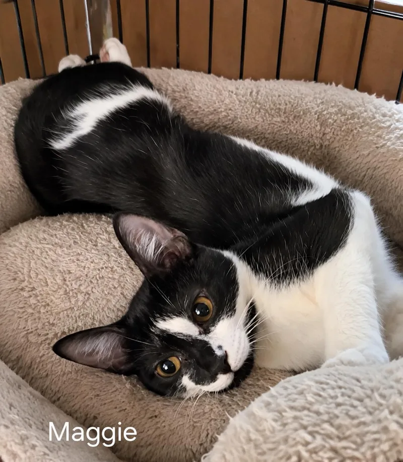 Maggie thumbnail 3