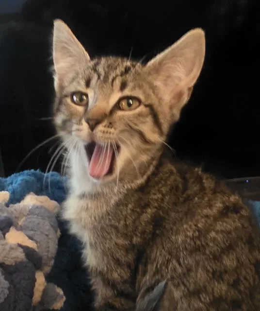 A baby small-sized female Domestic Short Hair cat named Pirate for adoption in Sacramento, CA
