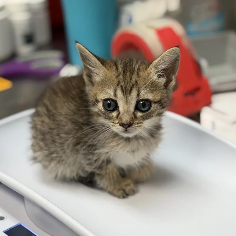 A baby small-sized female Brown / Chocolate Domestic Short Hair cat named Tini for adoption in Houston, TX