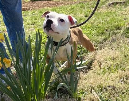A young small-sized female American Staffordshire Terrier dog named Blossom for adoption in New Hope, PA