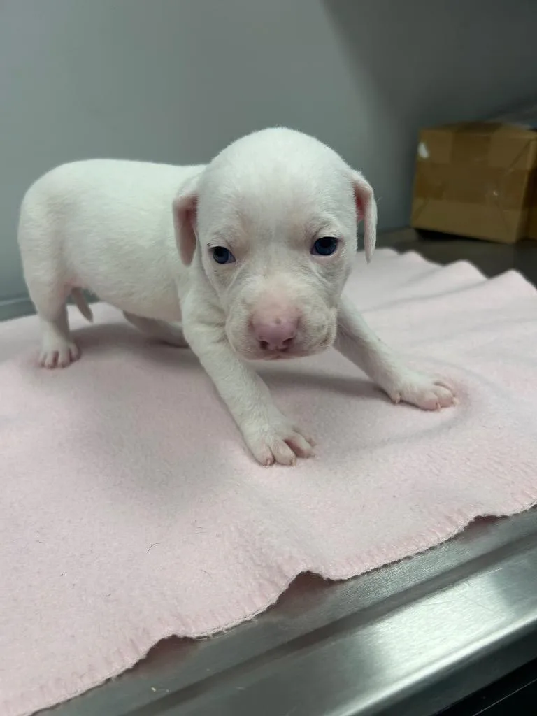 A baby small-sized female Mixed Breed dog named Betsy for adoption in Angola, IN
