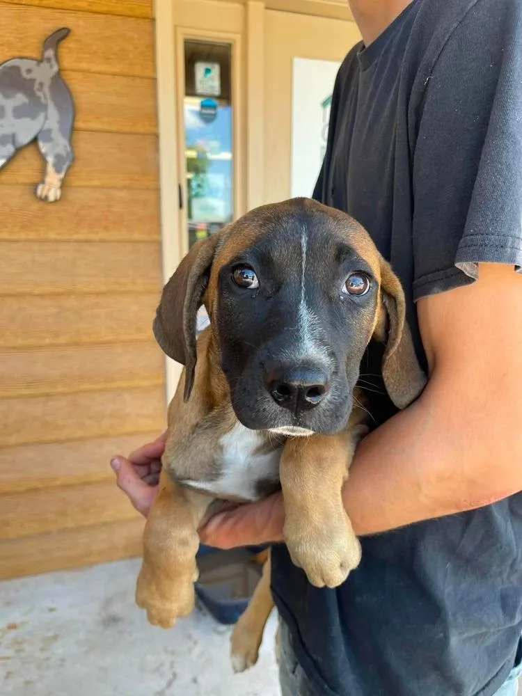 A baby medium-sized female Boxer dog named Cumulus for adoption in Bolivar, MO