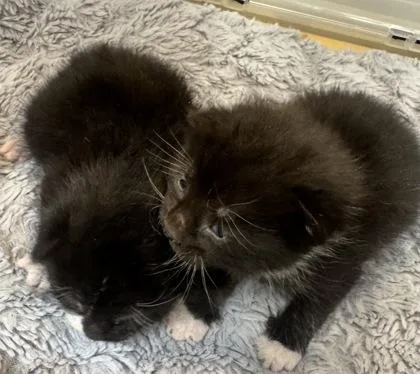 A baby small-sized male Domestic Short Hair cat named Yin for adoption in West Chester, PA