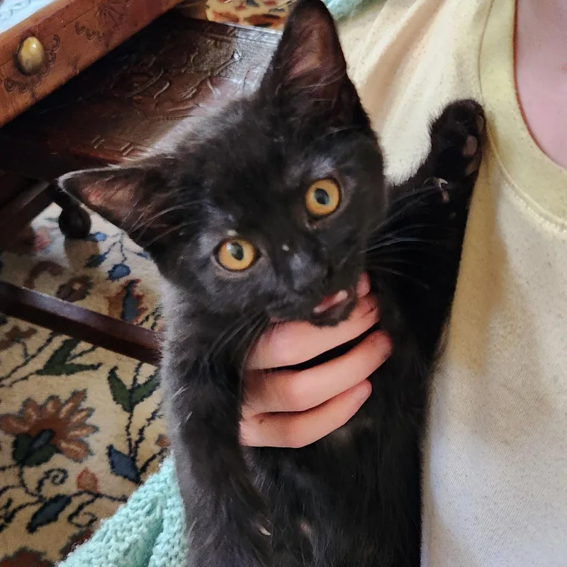A baby medium-sized female Black Domestic Short Hair cat named Hex Haseman for adoption in Morrison, CO