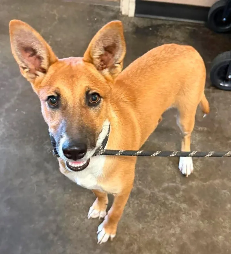 A young small-sized female Australian Kelpie dog named Found stray: Kira for adoption in Rockwall, TX