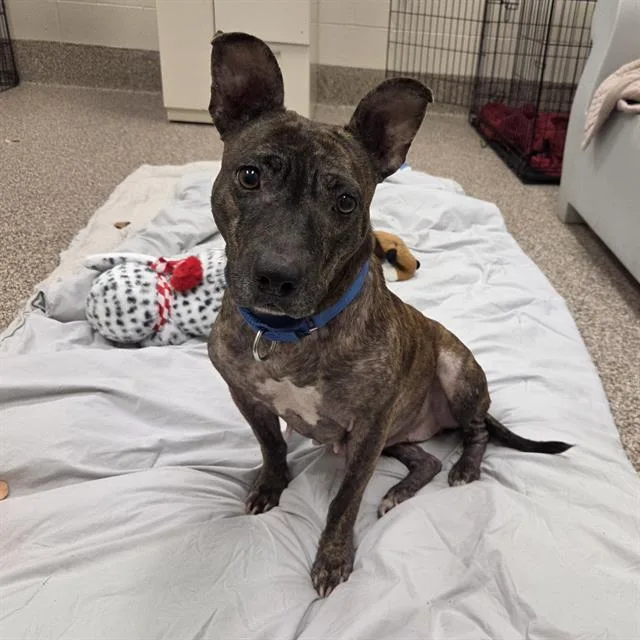 An adult medium-sized female Plott Hound dog named Phoenix for adoption in Centerville, MA