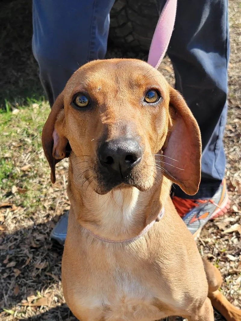 A young medium-sized female Red / Chestnut / Orange Coonhound dog named Dolly for adoption in Grant, AL