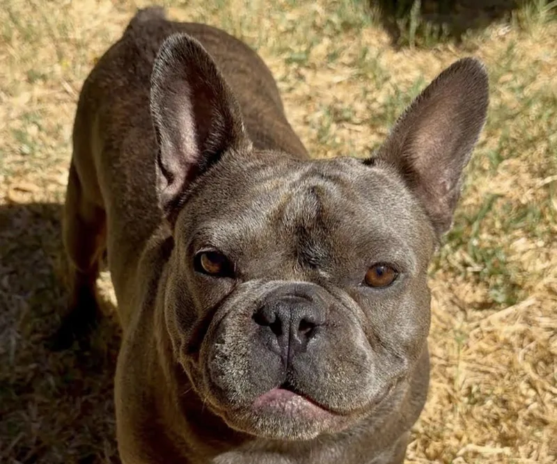 An adult medium-sized male French Bulldog dog named Astro for adoption in San Ramon, CA