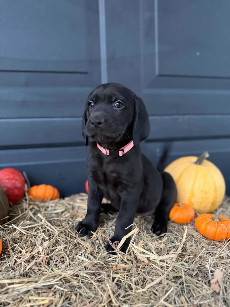 A baby medium-sized female Black and Tan Coonhound dog named Raven for adoption in Dysart, IA