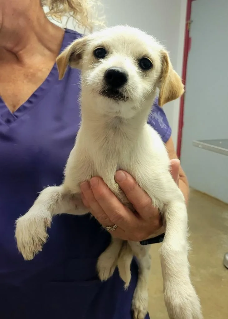 A baby small-sized male Terrier dog named Puddles for adoption in Lockhart, TX