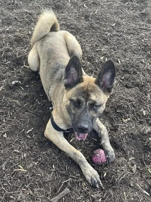 Bruno