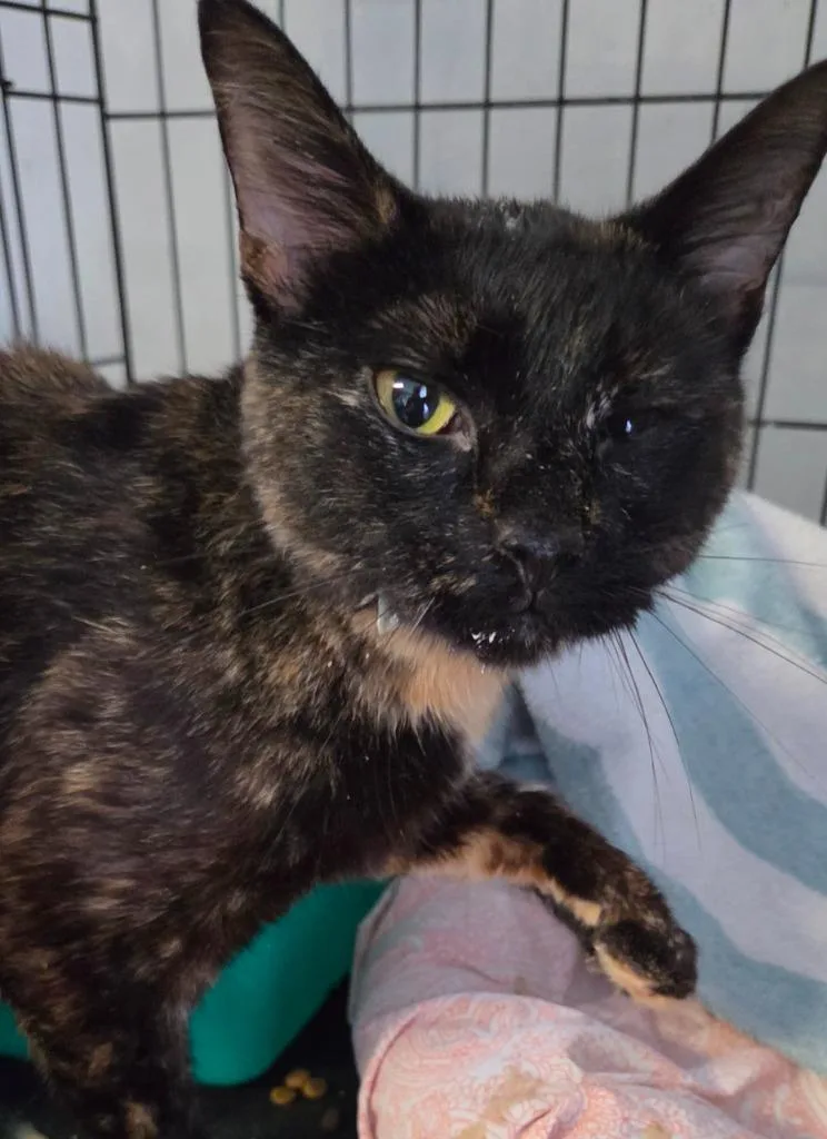 A young medium-sized female Domestic Short Hair cat named Blackberry for adoption in Windsor, CT