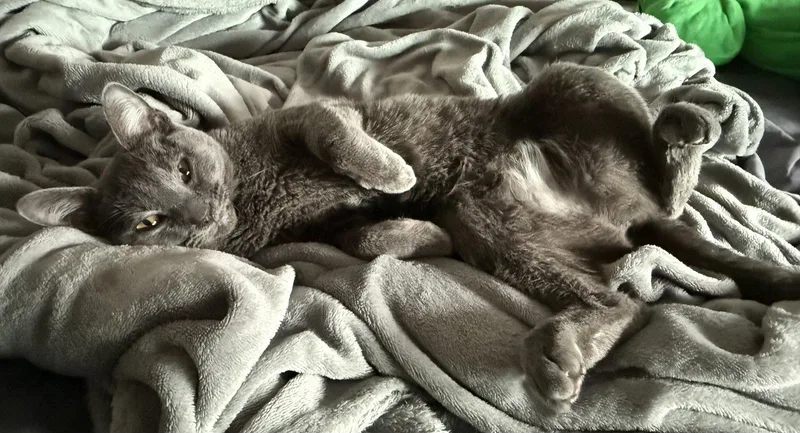 A young medium-sized female Gray / Blue / Silver Domestic Short Hair cat named Luna for adoption in Davis, CA