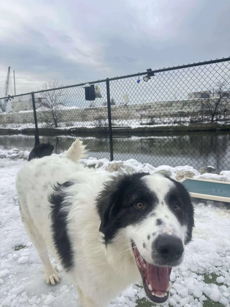 Charlie Horse thumbnail 2