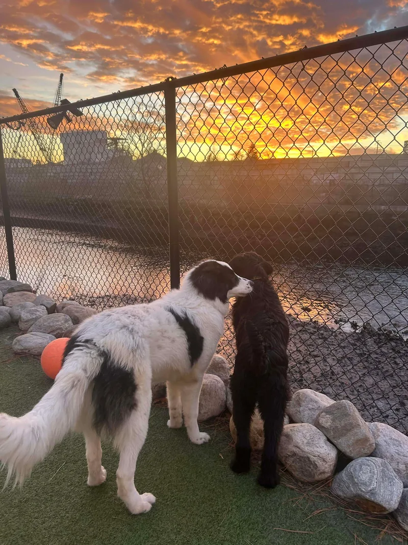 Charlie Horse thumbnail 4