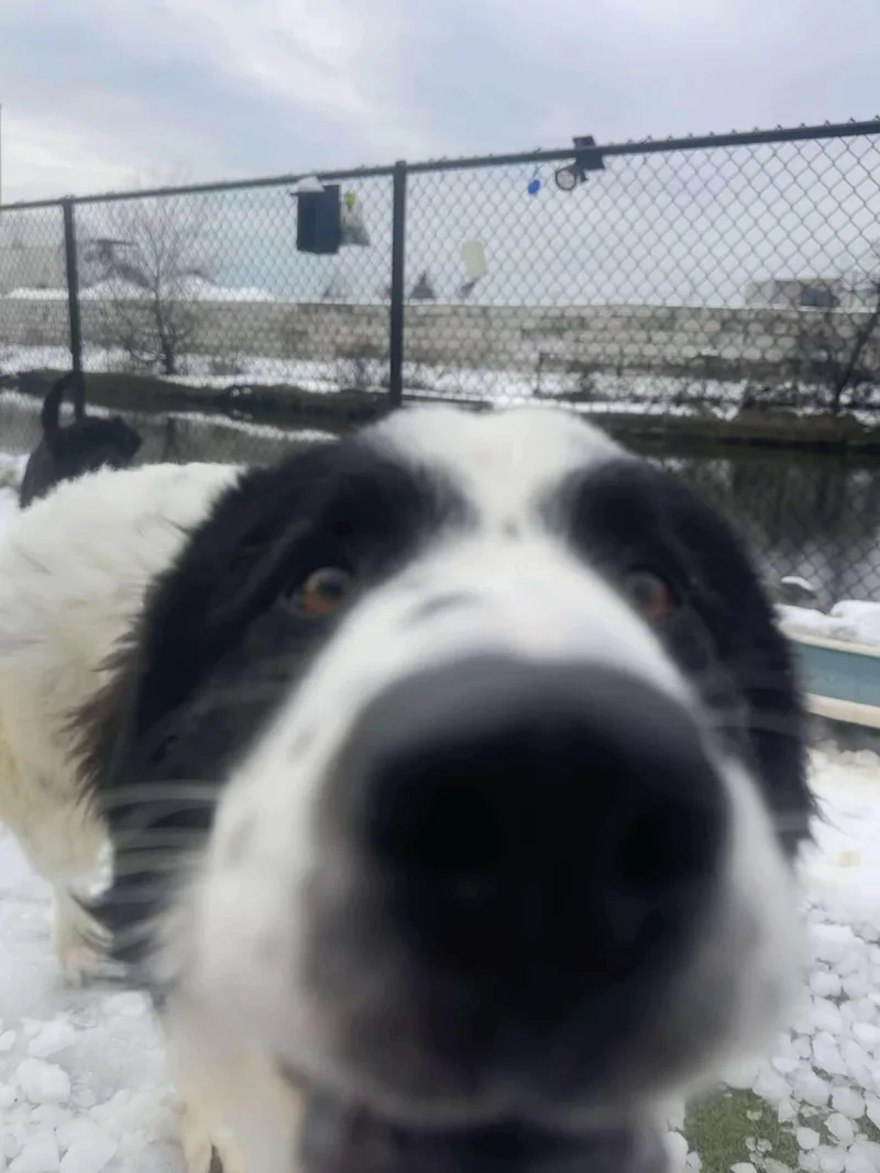 Charlie Horse thumbnail 5