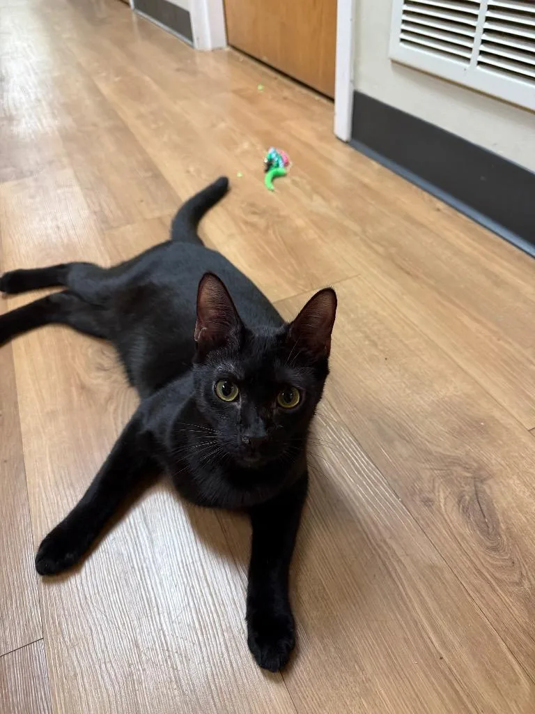 A baby large-sized male Domestic Short Hair cat named Volkswagen for adoption in Chillicothe, OH