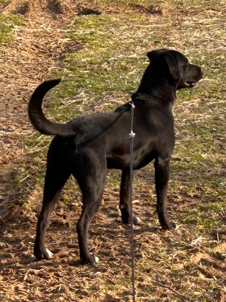 A young medium-sized male Labrador Retriever dog named Yogi for adoption in Cromwell, KY