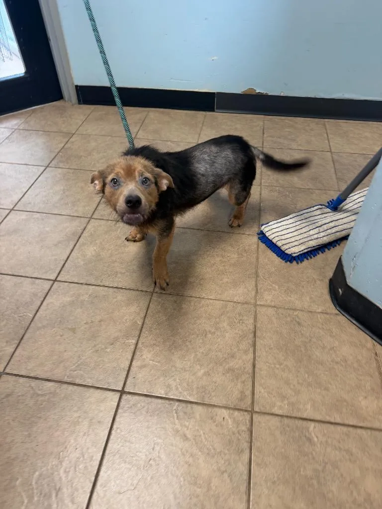 A young medium-sized male Mixed Breed dog named Buddy for adoption in Marion, OH
