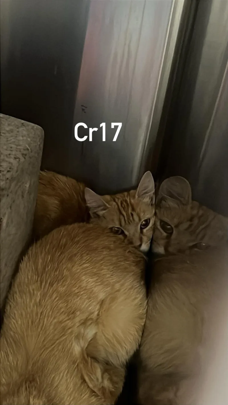 An adult medium-sized female Orange / Red Domestic Short Hair cat named Socks for adoption in Burgaw, NC