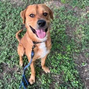 An adult large-sized male Yellow / Tan / Blond / Fawn Labrador Retriever dog named Bourdain for adoption in Austin, TX