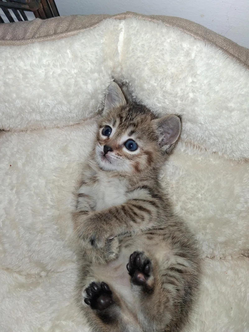 A baby small-sized female Tabby (Brown / Chocolate) Domestic Short Hair cat named Megara for adoption in Fruit Heights, UT
