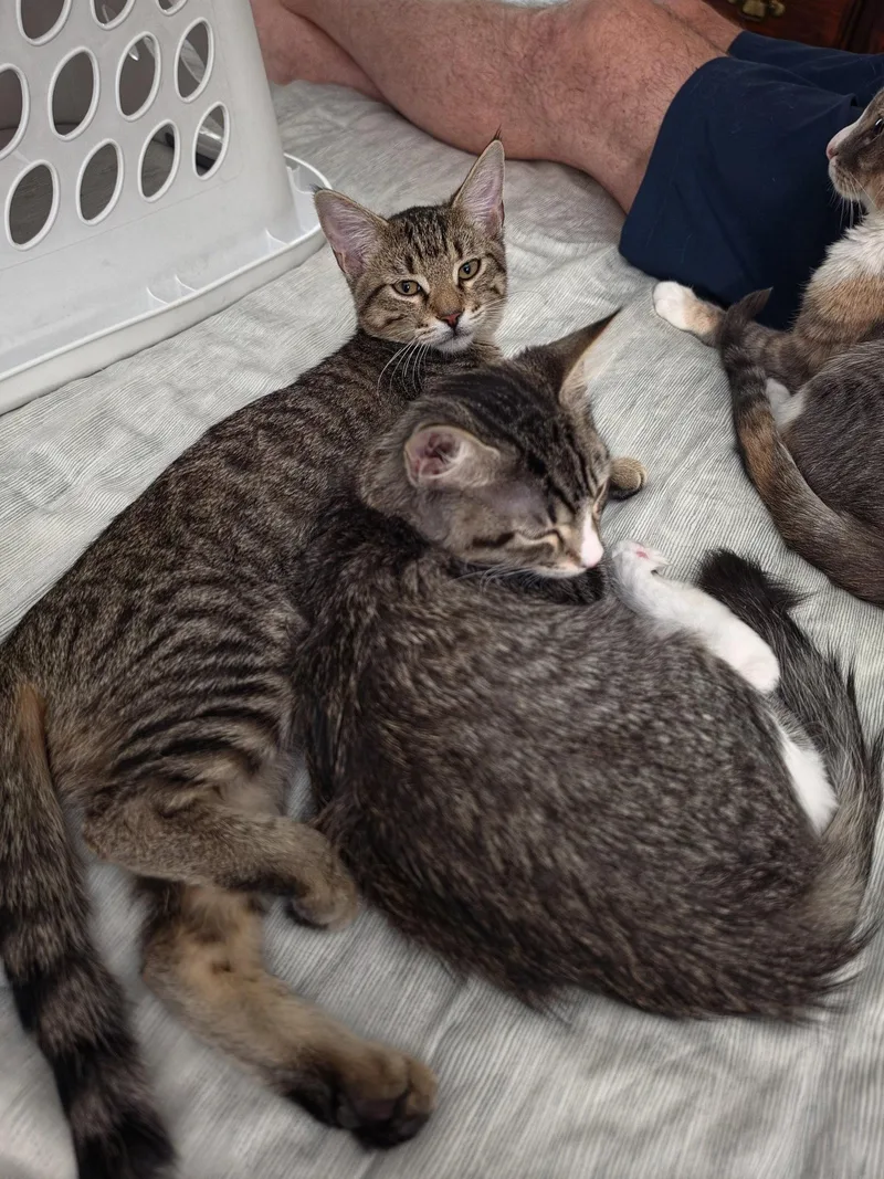 A baby medium-sized female Domestic Short Hair cat named Olive for adoption in Lake Saint Louis, MO