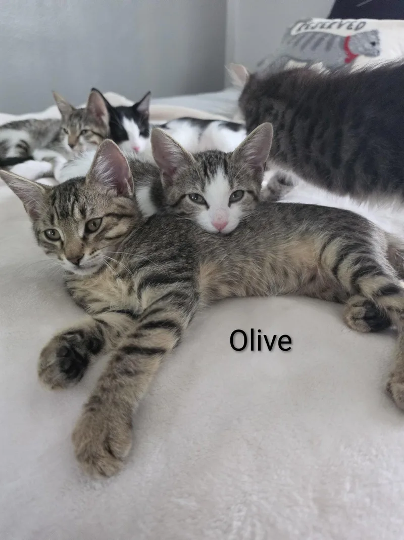 Olive thumbnail 3