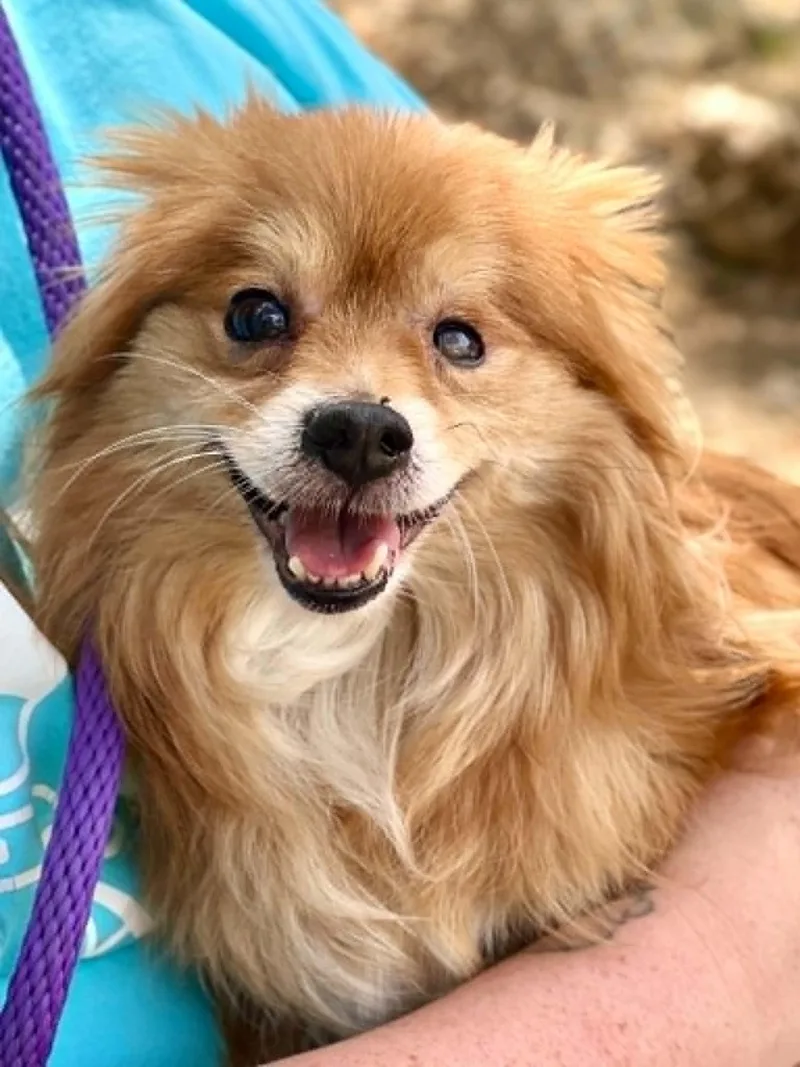 A senior small-sized male Red / Chestnut / Orange Pomeranian dog named Rico for adoption in Brunswick, ME