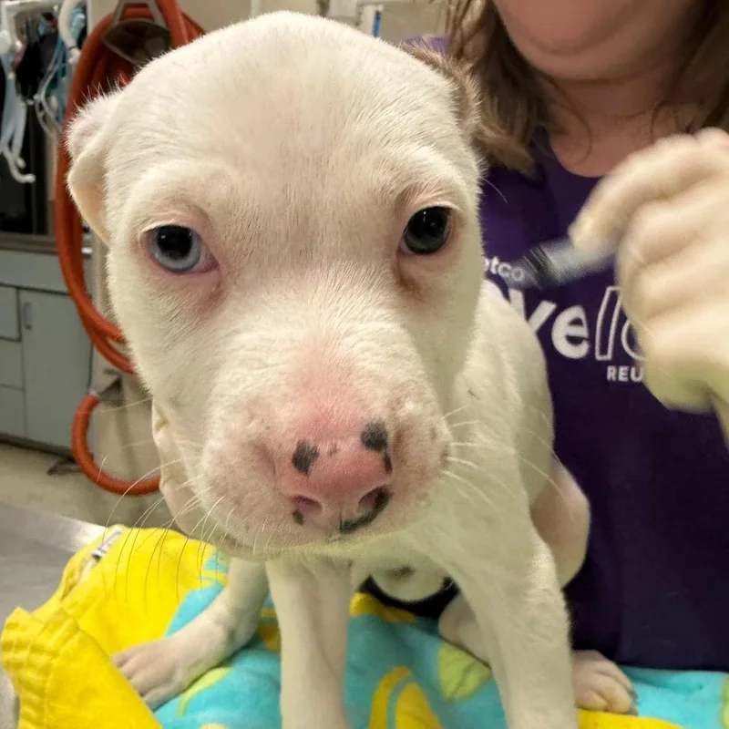 A baby small-sized female White / Cream Mixed Breed dog named Saturn for adoption in Jacksonville, FL