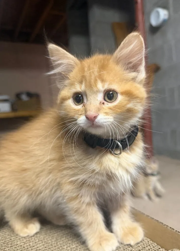 A baby small-sized male Domestic Short Hair cat named Reggie for adoption in Grand Rapids, MN