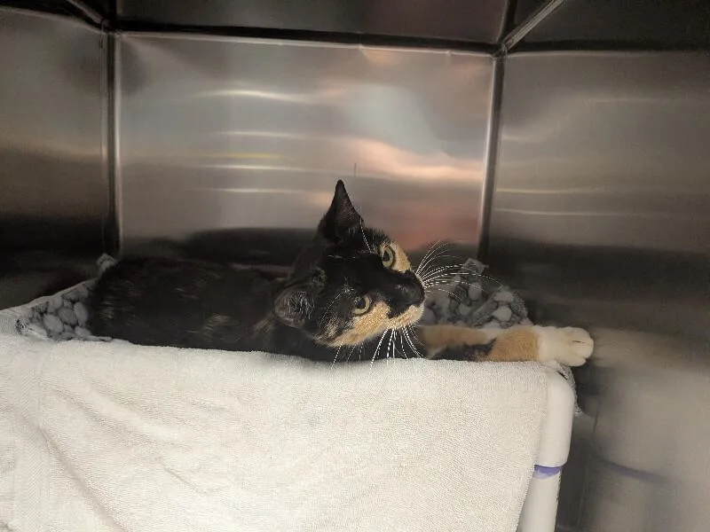 An adult small-sized female Calico Domestic Short Hair cat named Soprano for adoption in Cincinnati, OH