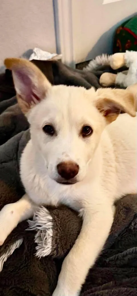 A baby large-sized male White / Cream Husky dog named Jasper for adoption in Vernon, CT