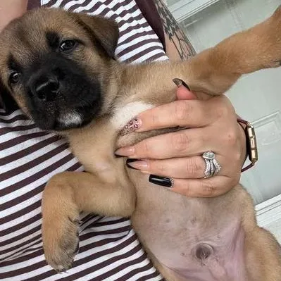 A baby large-sized male Golden Pit Bull Terrier dog named Storm for adoption in Crosby, TX