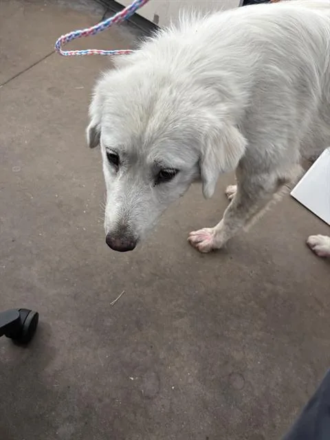 A young large-sized female Mixed Breed dog named Hazel for adoption in Dallas, TX