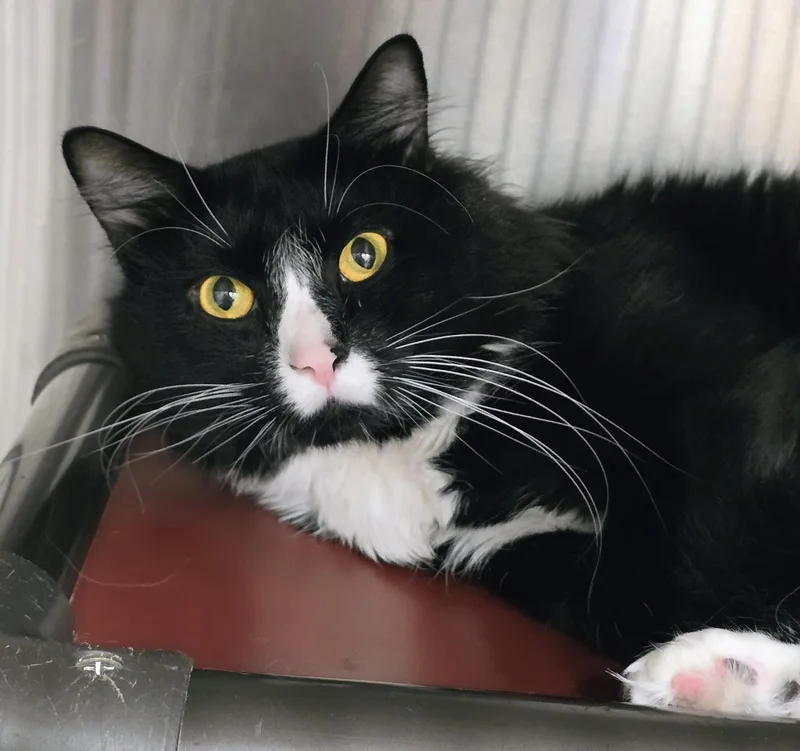 An adult large-sized male Domestic Short Hair cat named Milo for adoption in Amityville, NY