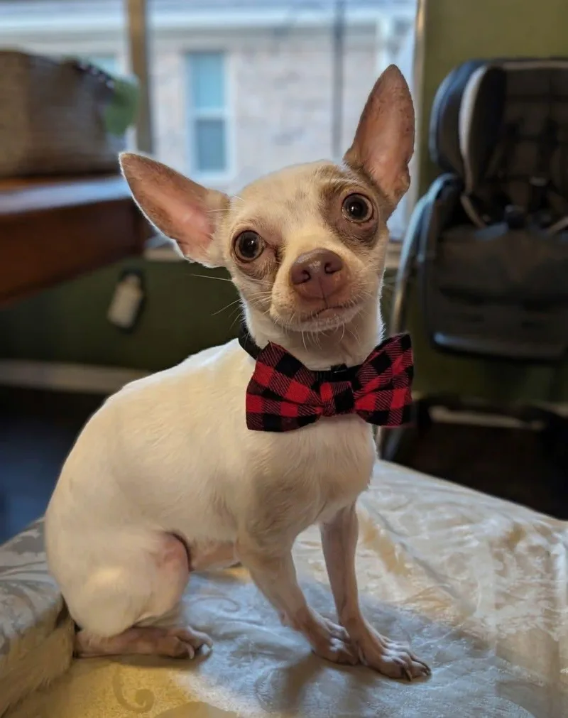 An adult small-sized male Chihuahua dog named Eddie for adoption in Spring, TX