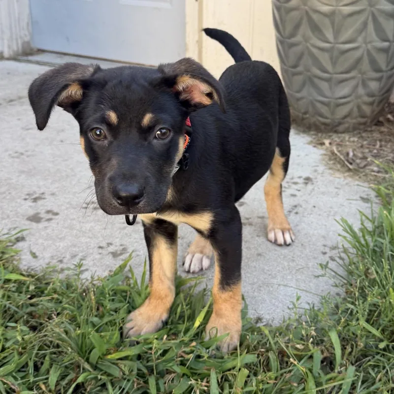 A baby small-sized male Black Mixed Breed dog named Nev for adoption in Alma, WI