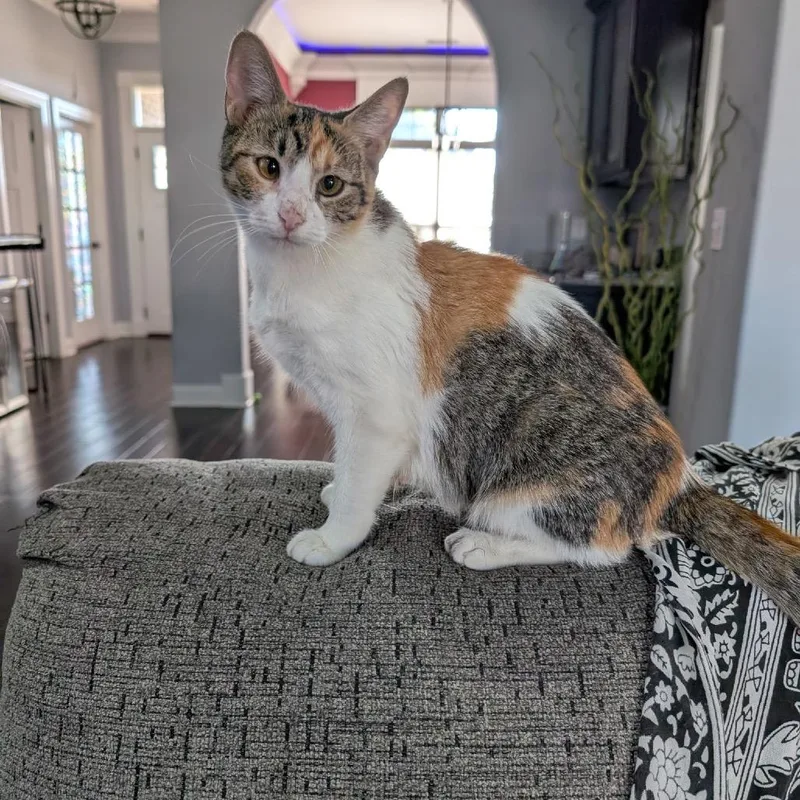 An adult small-sized female White Domestic Short Hair cat named Gumdrop for adoption in Huntsville, AL