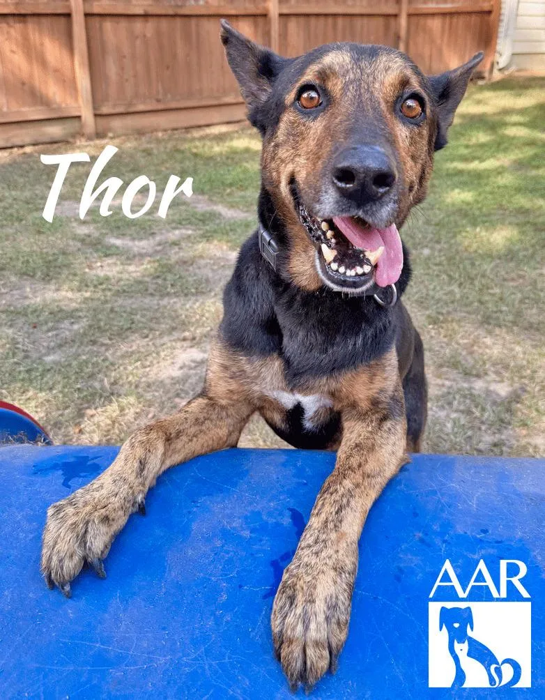 An adult large-sized male Shepherd dog named Thor for adoption in Magnolia, TX
